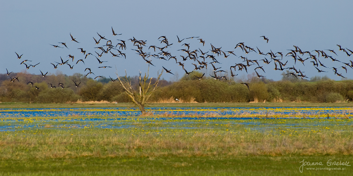 008_Biebrza - kwiecien 2009.jpg